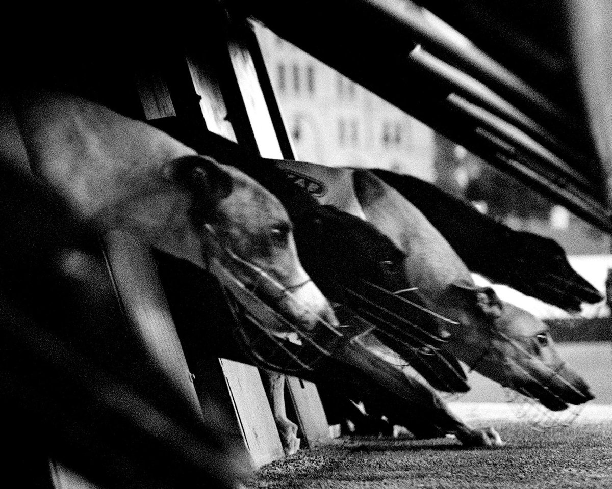 🐾 Calling all Welsh residents! 🐾

If, like us, you believe it’s time to phase out greyhound racing in Wales, now’s your chance to speak up for the hounds.

👉 Share your views here: bit.ly/4q4JGhR

For more details, visit:
🔗 business.senedd.wales/mgConsultation…