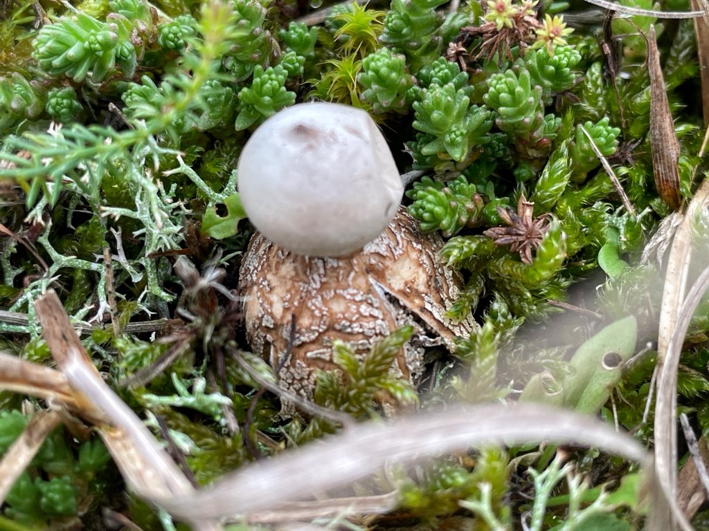 Double earthstar day - Dwarf and Tiny in Holkham/Burnham Overy Dunes 😀