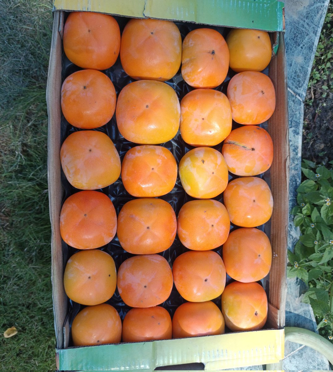 Persimmon fruit farming is quickly gaining popularity in Kenya due to its high profitability.

Persimmon fruits can be sold locally or exported.

For Quality Fruit seedlings,

Click this link to message us on WhatsApp: wa.me/254713764658 

The persimmon, also known as kaki