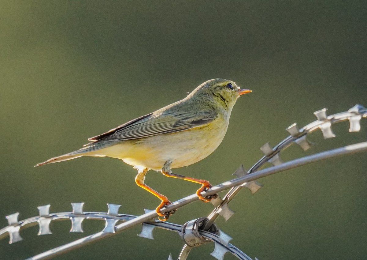 ❤️
Aklım seninle deli dolu
Kalbim de bir fırtına
Dilim lal, avuçlarımda kor...
Şiirler kör,  aşk beni duymaz olmuş
vedatateş 

Söğüt bülbülü