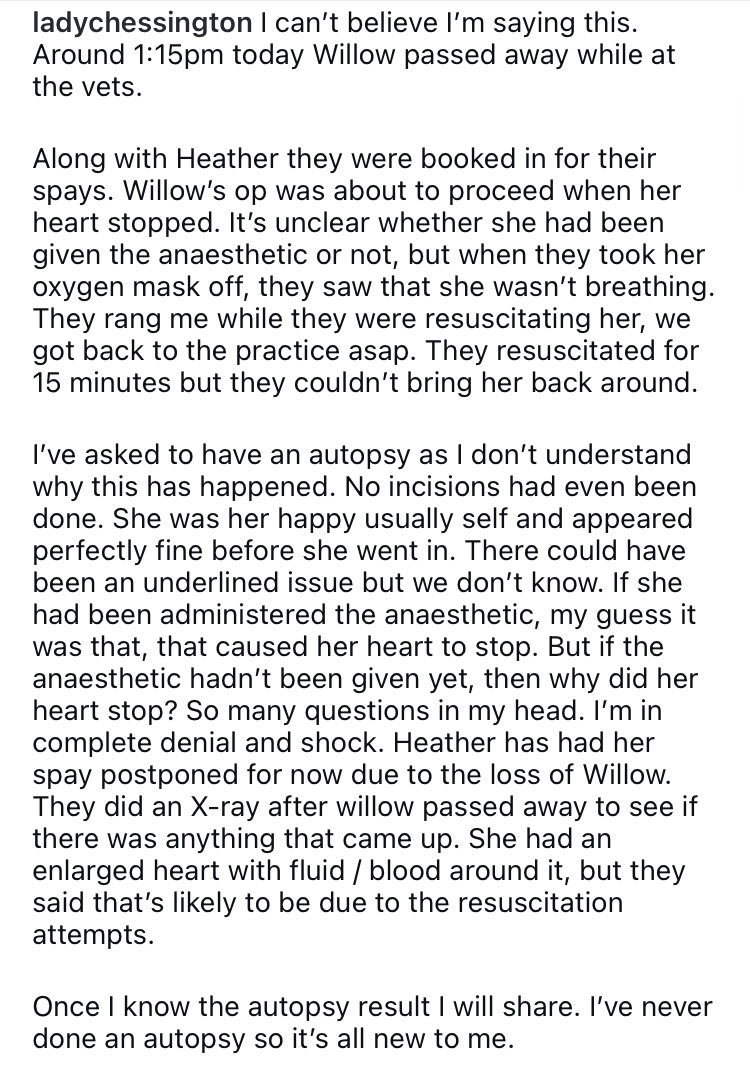 🇬🇧🐹🌿Chestnut Lodge 🌿🐹🇺🇦 tweet media