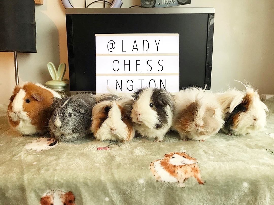 🇬🇧🐹🌿Chestnut Lodge 🌿🐹🇺🇦 tweet media