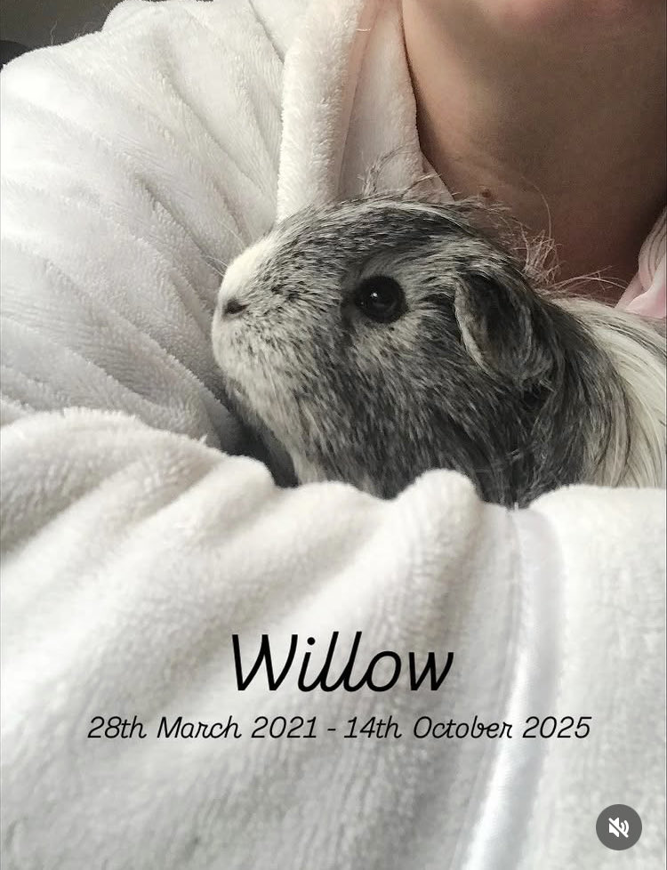 🇬🇧🐹🌿Chestnut Lodge 🌿🐹🇺🇦 tweet media