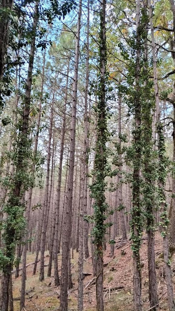 SoniaRoigGomez's tweet photo. Pinus nigra #lifepinassa @ctforestal y múltiples alternativas de #gestionforestalsostenible: creación de focos para la diversificación, #selvicultura naturalistica, masas regulares y claras. https://t.co/VI6Fe6REze