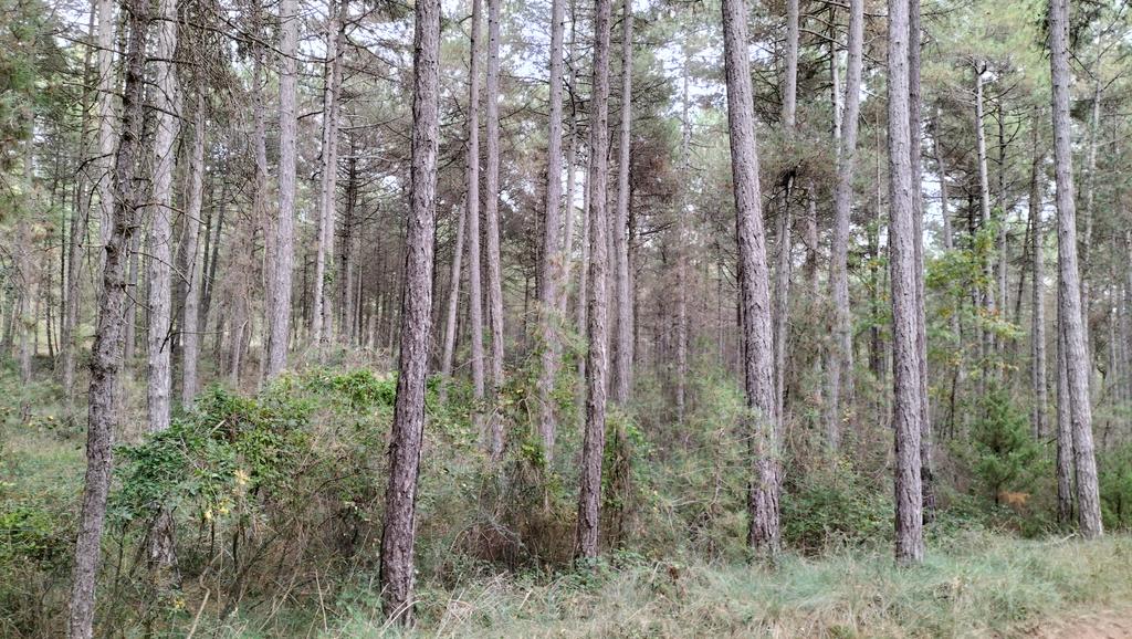 SoniaRoigGomez's tweet photo. Pinus nigra #lifepinassa @ctforestal y múltiples alternativas de #gestionforestalsostenible: creación de focos para la diversificación, #selvicultura naturalistica, masas regulares y claras. https://t.co/VI6Fe6REze