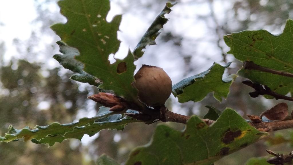 SoniaRoigGomez's tweet photo. Pinus nigra #lifepinassa @ctforestal y múltiples alternativas de #gestionforestalsostenible: creación de focos para la diversificación, #selvicultura naturalistica, masas regulares y claras. https://t.co/VI6Fe6REze