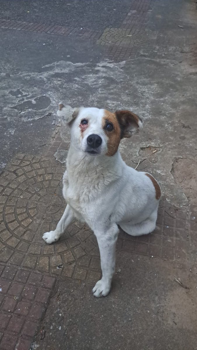 alesie's tweet photo. ACHAMOS!! ele esta sendo resgatado nesse momento!!! você pode ajudar no resgate e tratamento do Abobra! qualquer valor pix associacaoprojetosalvacao@gmail.com 🥰 https://t.co/R41qDbnupZ