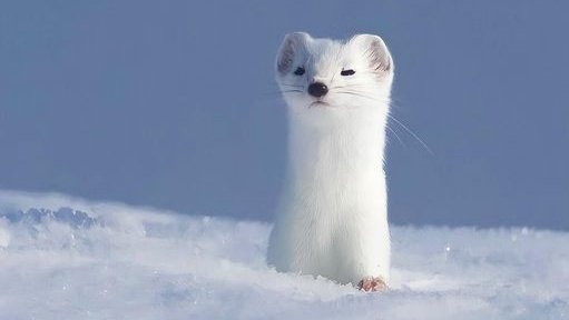 erminehell's tweet image. ﹒　      　 †   teo　 ୧　 　₊
　　he ノ him 𓉸  trans man 
　      ◟　⌓　fandom account 　 ᛝ　

#introtwt #18triptwt #twsttwt #inatwt