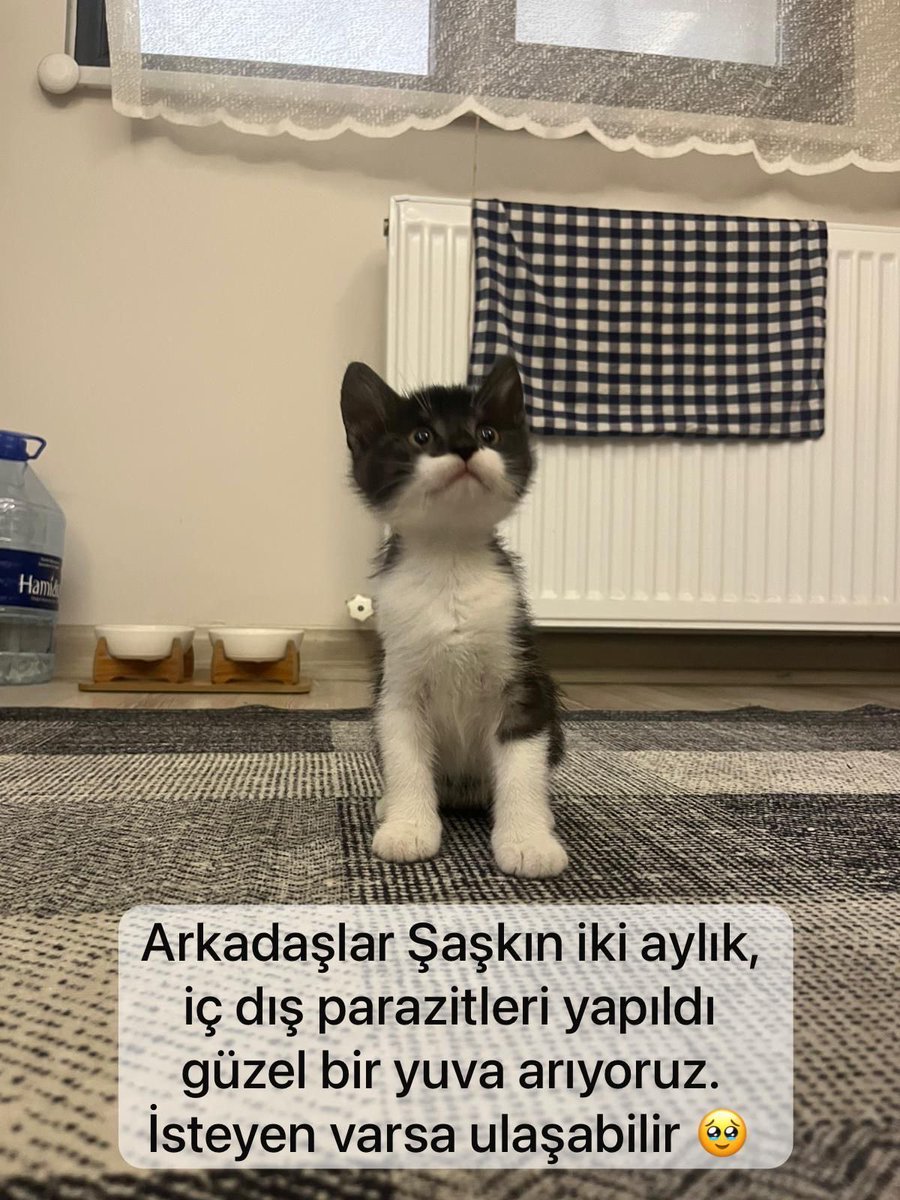 Tweet media one