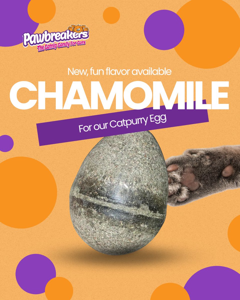MrCatnip_222's tweet image. NEW Artisan Select: Chamomile 🌼
Handcrafted by our herb mix masters, this calming blend combines premium catnip with chamomile for a soothing treat.
Perfect for anxious kitties, it helps them relax.
#pawbreakers #catniptoy #chamomile #selfsoothing #comforting #tranquil