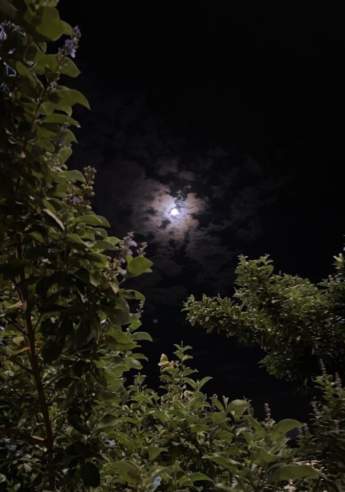 وروود🥀🌕🇸🇦💚اهلاوية ملكية👑💚 tweet media