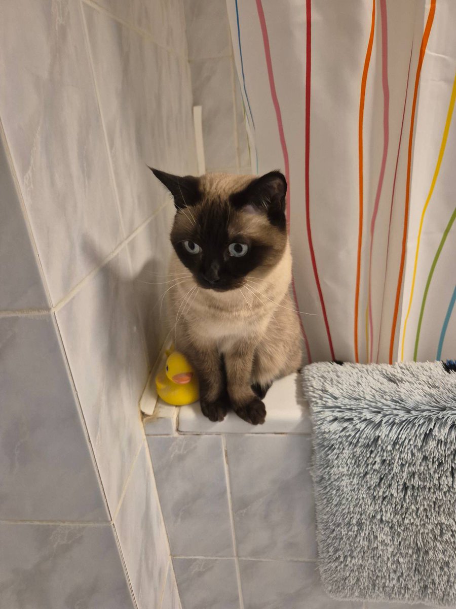 I made a new friend at Granma's house.

#Peanut #CatsOfTwitter