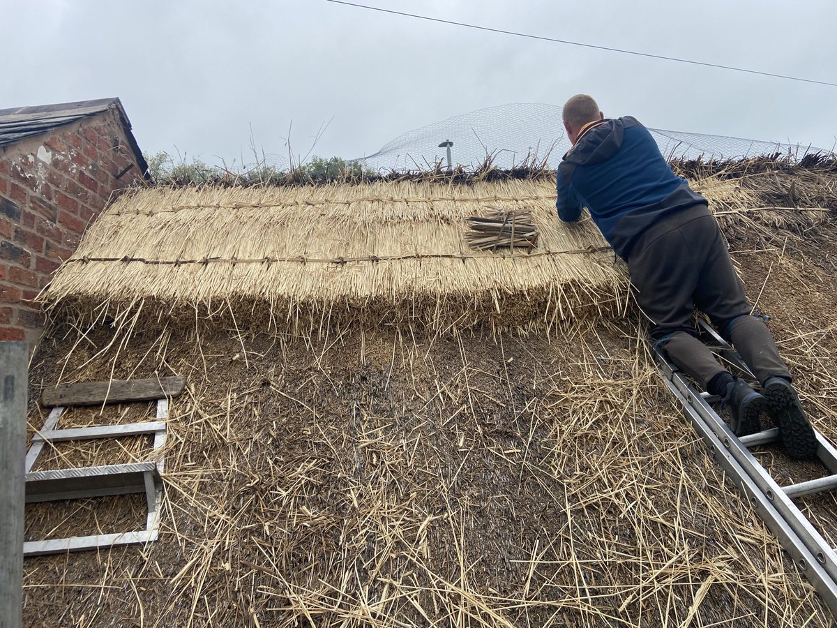 masterthatcher2's tweet image. Michal has removed the old worn ridge capping on our job in #Wilmslow and is fixing straw which will be the foundation of the new ridge.#Thatching.