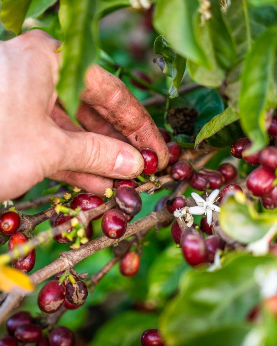 California Farm Bureau tweet media