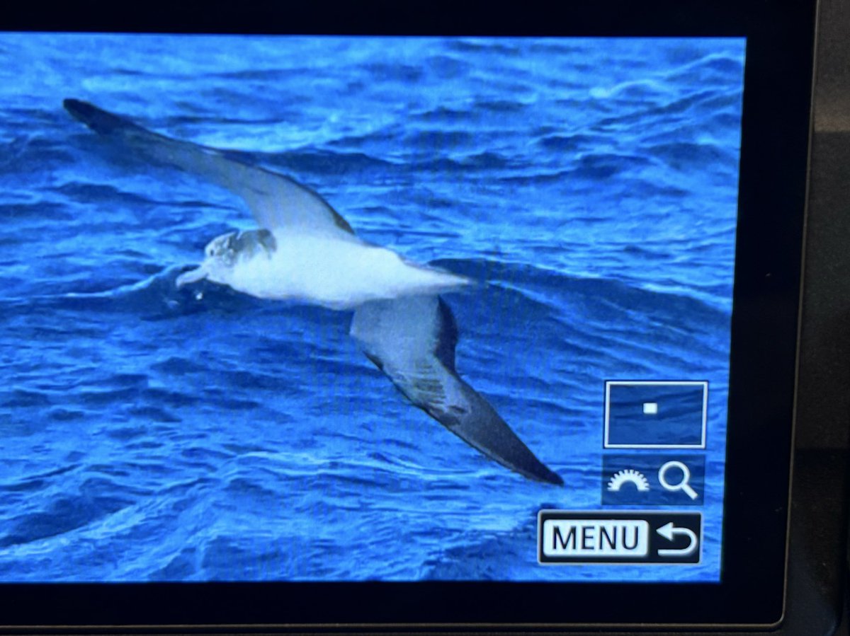 We were fortunate during our Japan trip, whilst sailing back to Toyoko from
Miyama-jima we were surrounded by Streaked Shearwaters and also
C.20 Black-footed And a fantastic Laysan Albatrosses <a href="/zootherabirding/">Nick Bray</a> ( Laysan Albatross picture from Nick) <a href="/keelebirder/">Mark Sutton</a> <a href="/AlanDaviesbirds/">Alan Davies</a>
