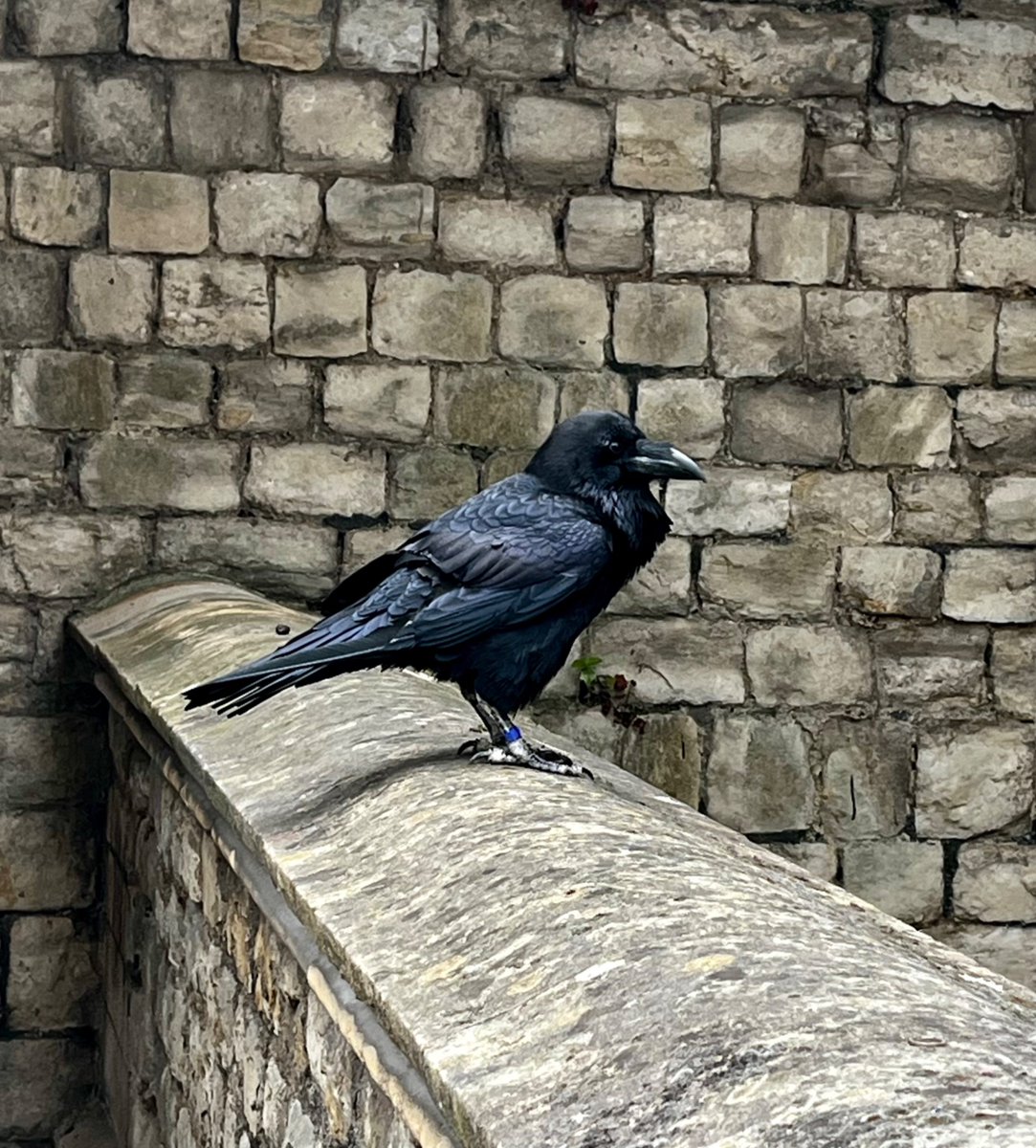 NickMDuffy's tweet image. this raven giving me ‘Tom Daley on The Traitors’ levels of side-eye