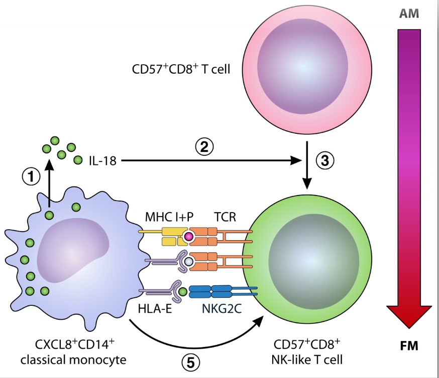 CircAHA's tweet image. Zhang et al have identified a novel immune-mediated mechanism of injury in acute myocarditis that is immediately proximate to myocyte injury and holds promise as a potential biomarker and therapeutic target in severe myocarditis. @mohiddinsam ahajournals.org/doi/full/10.11…