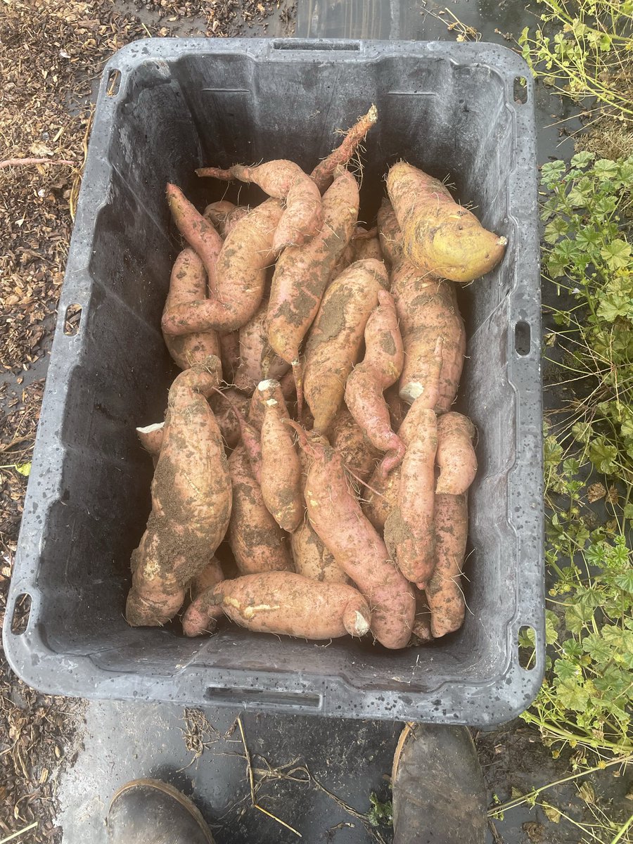 brut4c78's tweet photo. First time growing sweet potatoes. What a giant pain in the ass to get out of the ground. Was how I’d imagine an archaeological dig must be like😂 https://t.co/fZ9Ej1MHg2