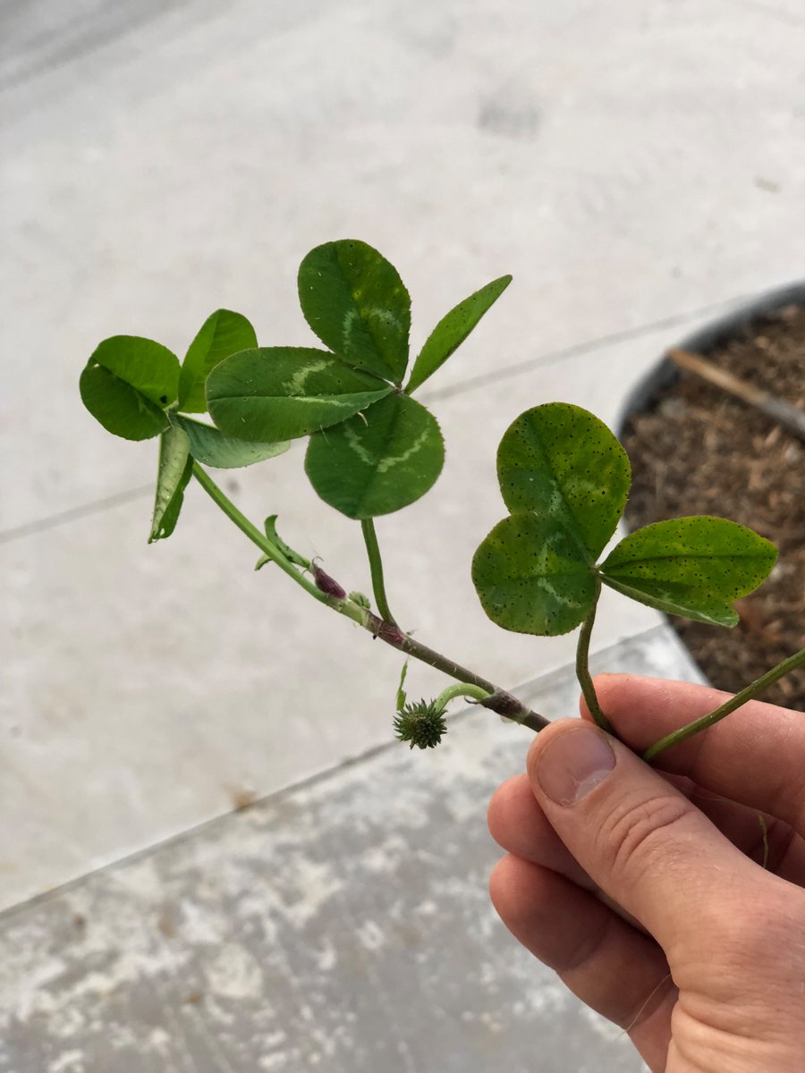 Bubs (Darius Monsef) tweet media