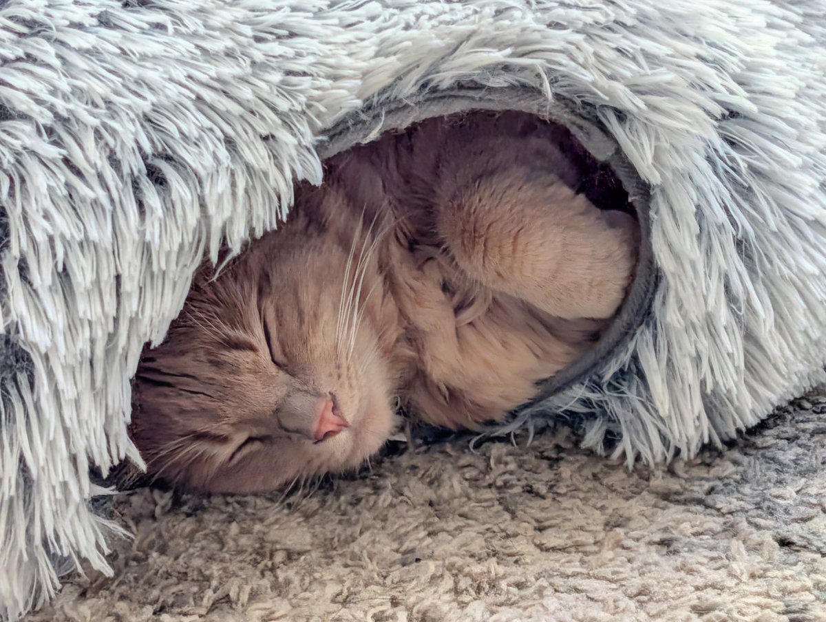 _rando191's tweet photo. @JonFreier @TMobile Snuggliest kitty and one of my favorite pics! https://t.co/ui9pl4Ja3z