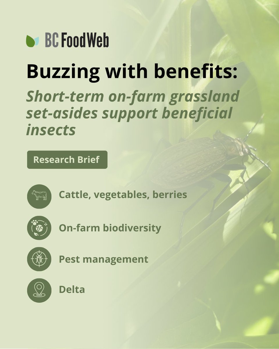 BCFoodWeb's tweet image. 🪲🌾 A new study in Delta, BC shows that grassland set-asides - especially those with flowers, support higher numbers and greater diversity of beneficial insects than cropped fields. Read the summary of the research: bcfoodweb.ca/briefs/buzzing…