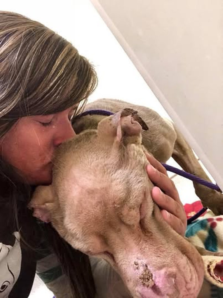 He didn’t come into the shelter with toys or a collar.
He came in with bones showing, open sores, and eyes that looked like they had already given up.

His name was Watson.
No one knew how long he had been suffering, only that he was tired. Too tired.

Vets did what they could.
