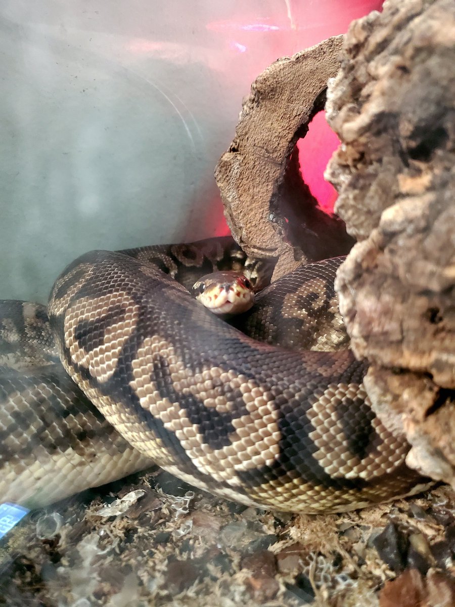 GinkoKitty's tweet image. It&apos;s raining so that means my ball python wants a gf send help 🥲
