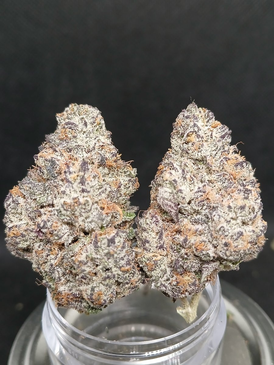 AmishGrown's tweet image. Hash cake
In stock now 76$ per oz with code BLACKLISTED
Amishgrown.com