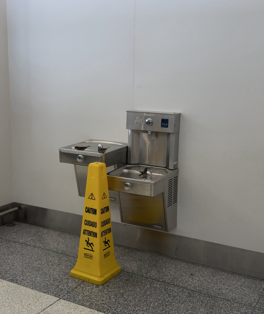 Why would these birds be in the airport when they could literally fly anywhere they want for free