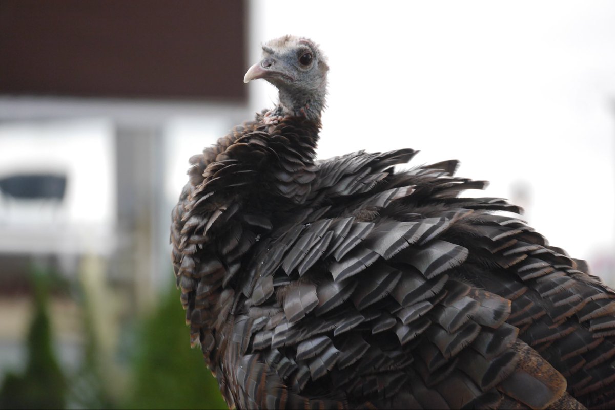 Hanabi_NYC's tweet image. October 14

Astoria, I was looking for you for 2 hours. Where were you? 

#birdcpp