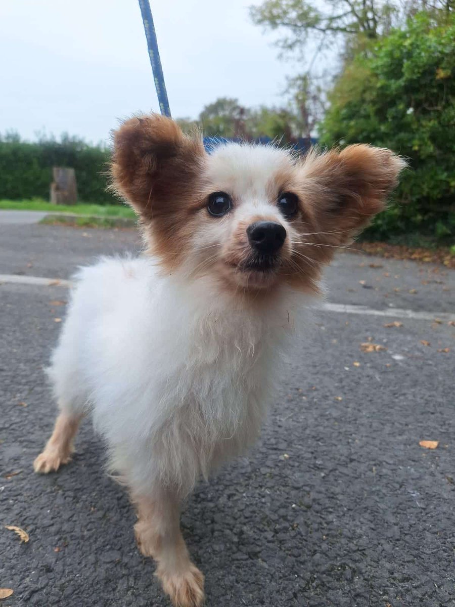 Oliver is one of our last remaining Papillons still waiting for his forever home. 💙 At 9 years old, he’s a sweet, gentle lad looking for a calm, cosy place to spend his golden years. Could you be the one to give him the love he’s been waiting for? 

🐶: ispca.ie/adoptions/oliv…