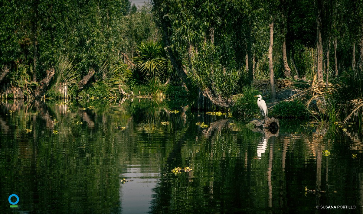 Conservación Internacional México tweet media