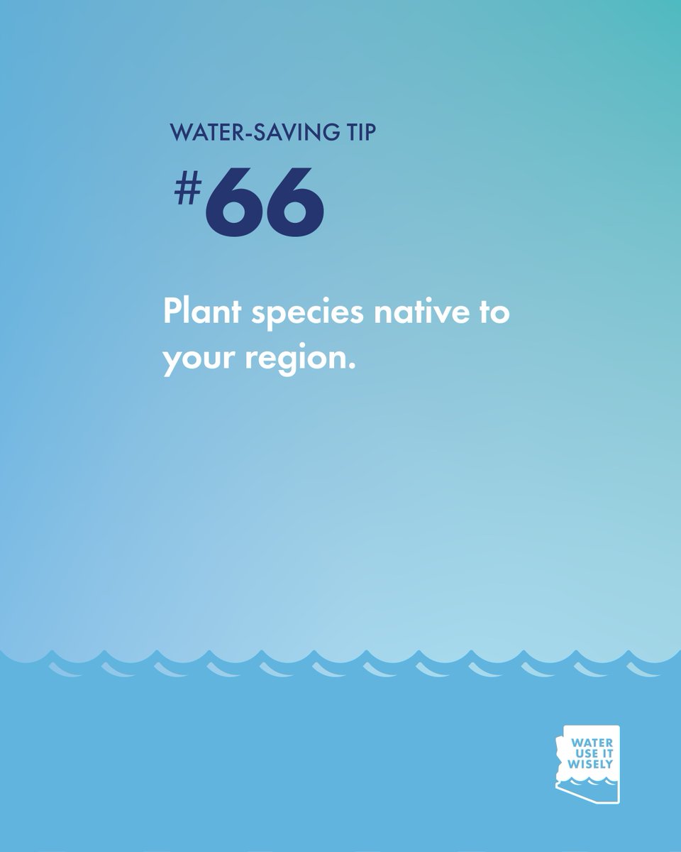 WUIW's tweet photo. Planting species native to Phoenix is one of the easiest ways to save water and support local wildlife. ๐ต
Native plants thrive in our desert climate and require far less maintenance than non-native options. ๐ง
#WaterUseItWisely #PlantNative #DesertGardening https://t.co/eFL2JRzEht