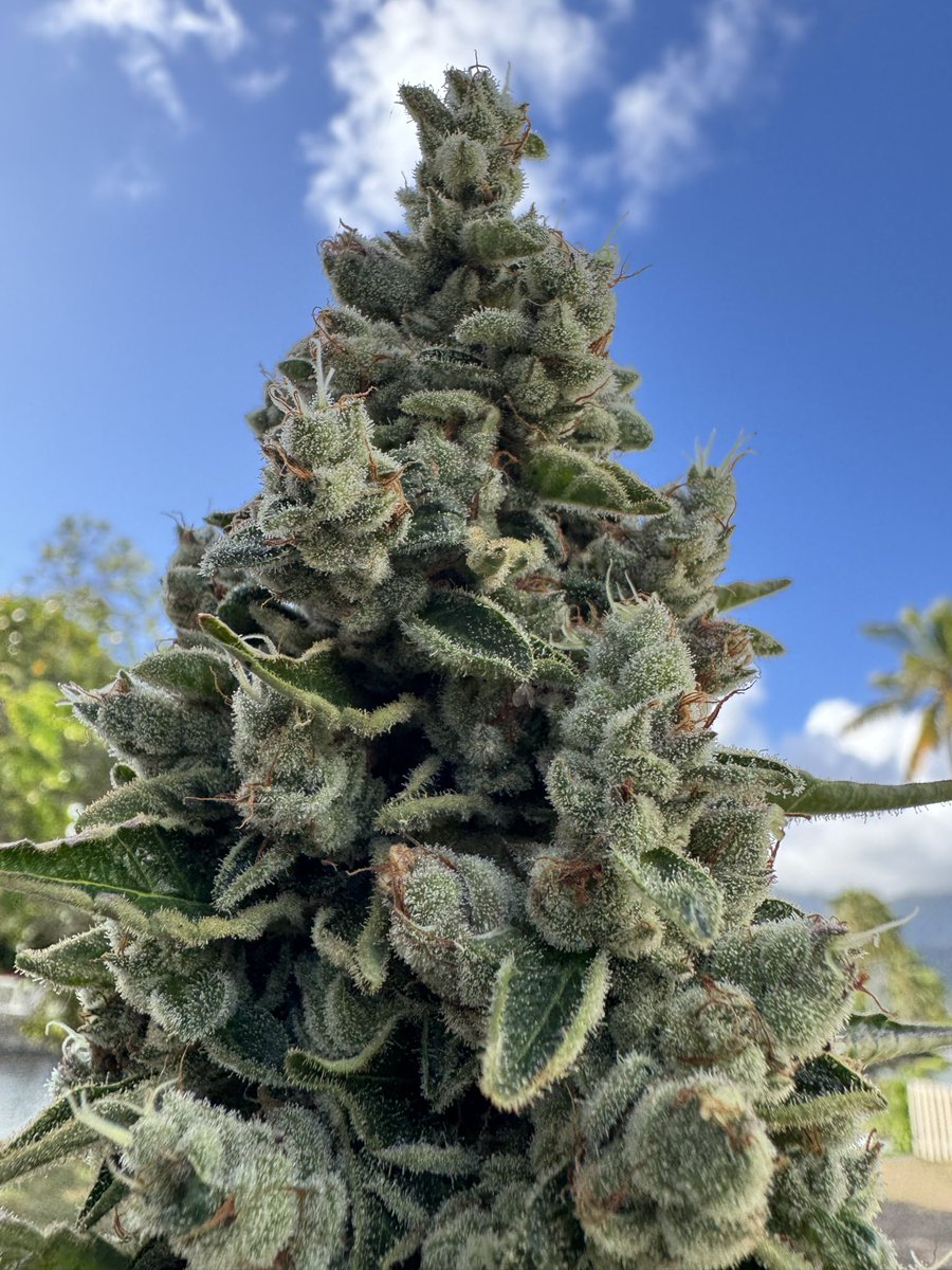 freshfrozenflow's tweet image. Jomo the hutt