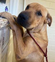 Please don’t forget Phoebe!!  She is so special and loving. But Phoebe needs a little help getting out of the shelter. Please, please  pledge and retweet for Phoebe. She has 10 pledges but it is not enough to attract a rescue!!  Please help this darling girl Pheobe!