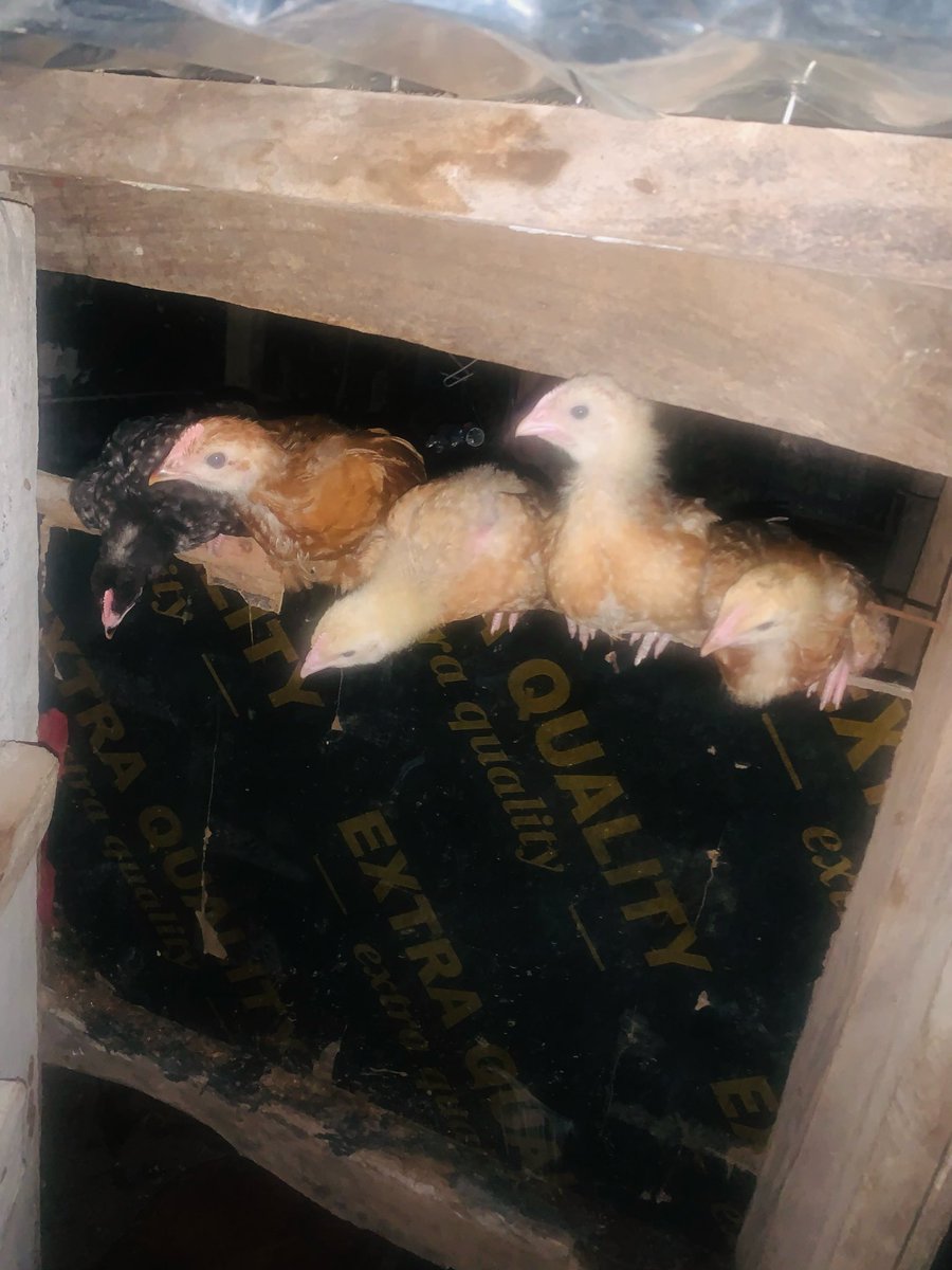 Noni_Ur_Guy's tweet photo. 12 days ago, 5 of them could perch on the same spot.
Today, only 4 can π
Growth is happening fast π£β‘οΈπ #FarmUpdate #PoultryLifeThe https://t.co/95Qjr7rpsS