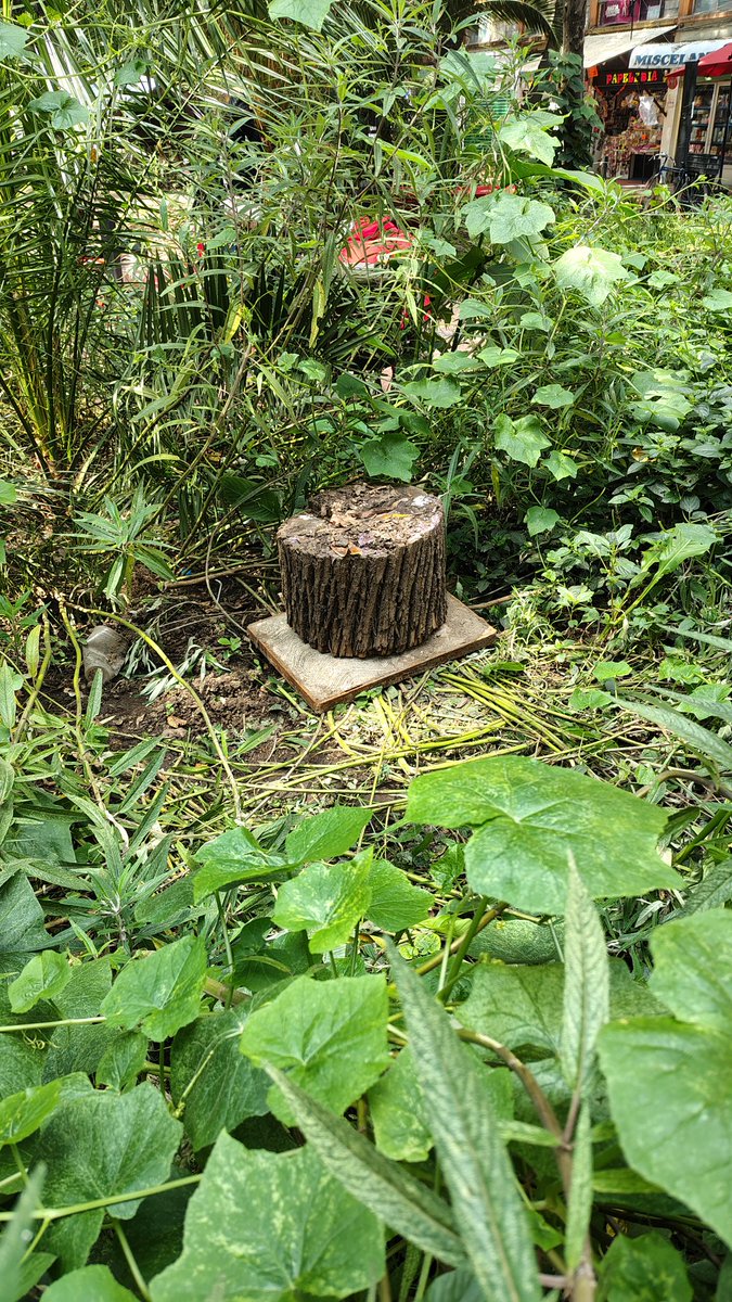abelmontf's tweet photo. @AlessandraRdlv @AlcCuauhtemocMx  en el parque Jardín Mascarones una persona en situación de calle destruyó la jardinera que los vecinos estábamos cuidando para hacer un hoyo y utilízalo de baño. Se robo tapa de registro para taparlo. Urge atención https://t.co/Pik4ZV8XqE