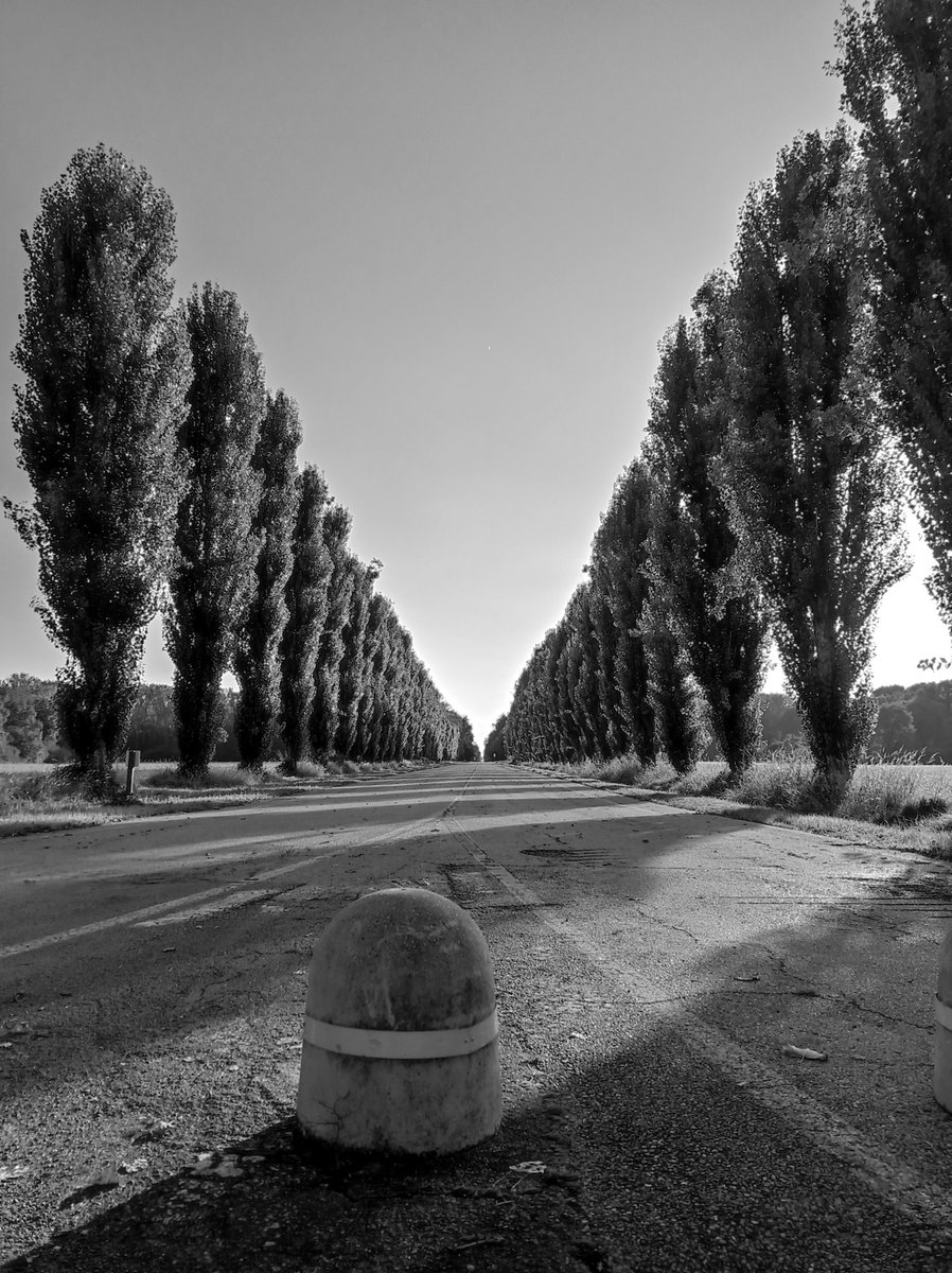 luca_bergamasco's tweet image. #ThickTrunkTuesday - many thickish trunks and a #bollard. #tree #TreeClub #monochrome #BW #BlackAndWhitePhotography