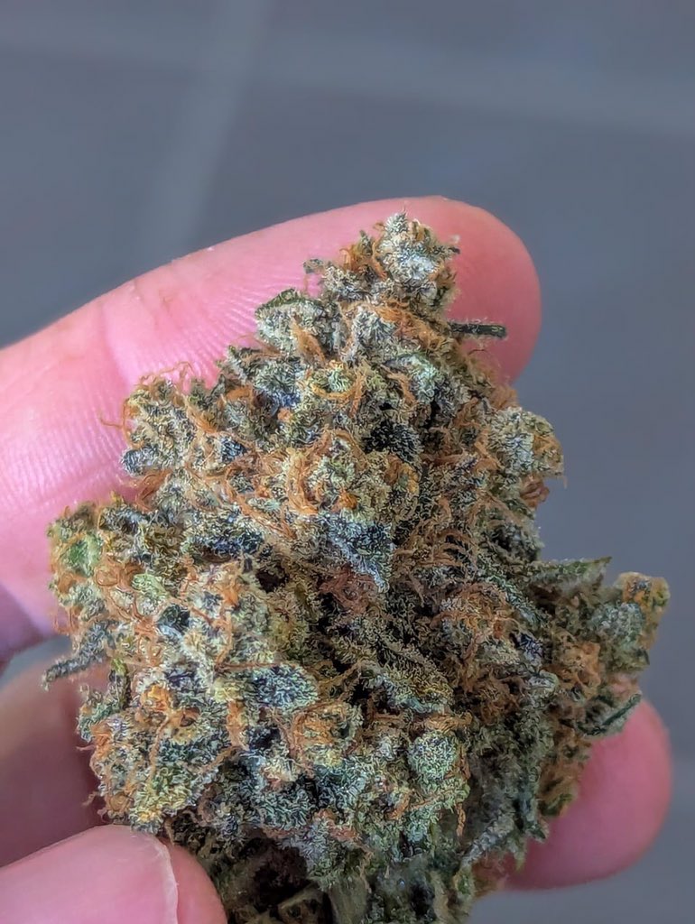 💥 Citrus Bubblegum 🍊🍬