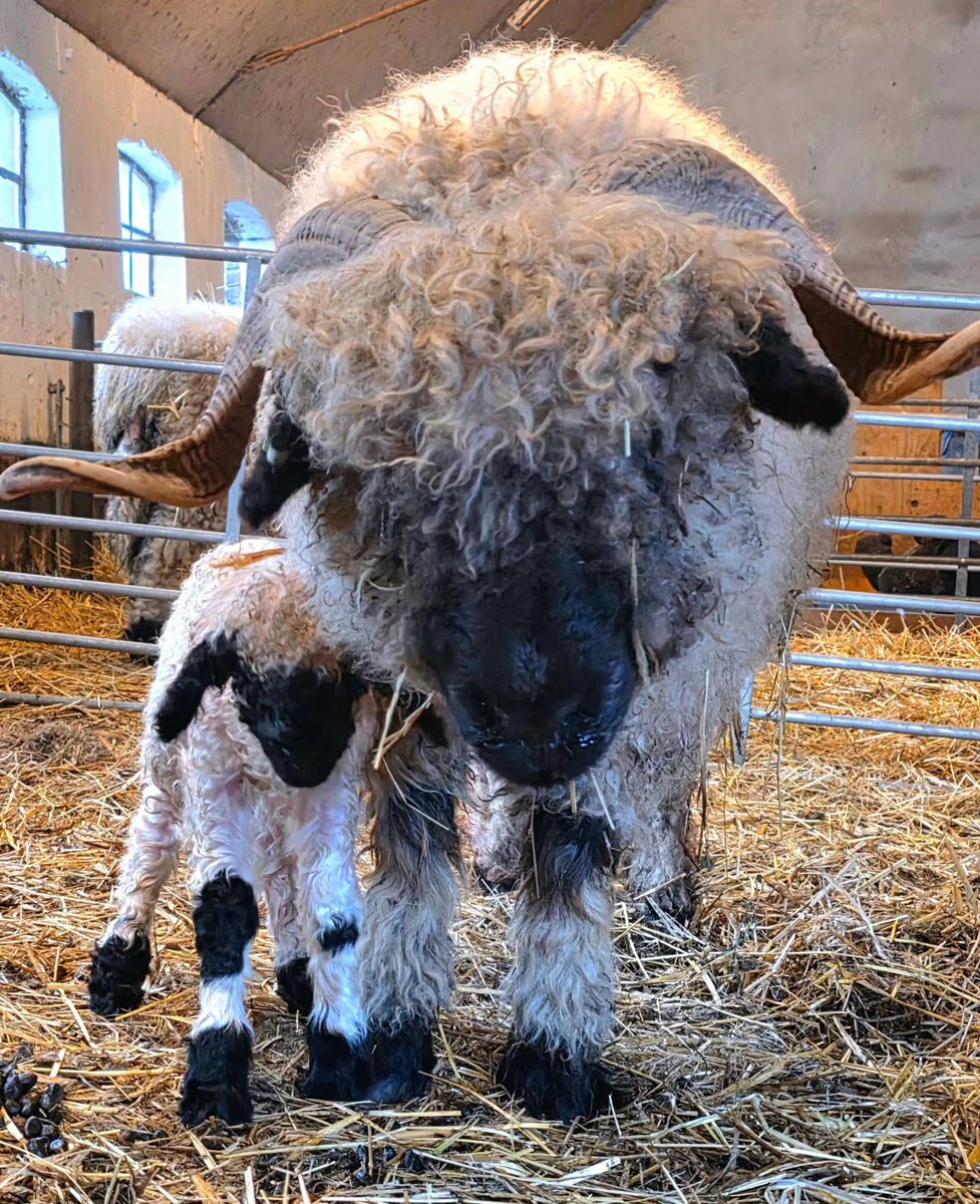 Geertjan_Oxe's tweet photo. Had ik al gezegd dat wij uitbreiding hadden in ons achterhuis 🐑 ❤️
#Walliser
#walliserschwarznase
#valaisblacknose https://t.co/xxdYLSBegF