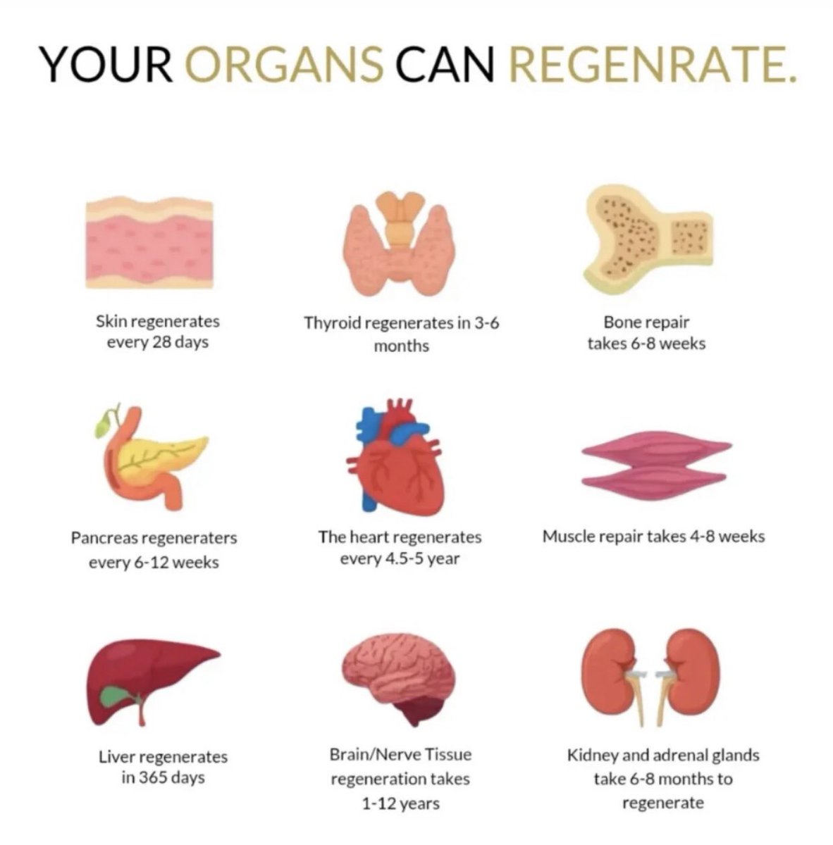 Your body is a masterpiece of renewal. From skin to liver to bone. It constantly rebuilding itself. Take care of it, and it’ll take care of you. #Health #Regeneration #Wellnes #LaGranjaVIP #CamperThailand #BeckyEntertainment #WUTheSeries #السعوديه_العراق #สุขสันต์วันเกิดฝ้ายพีรญา