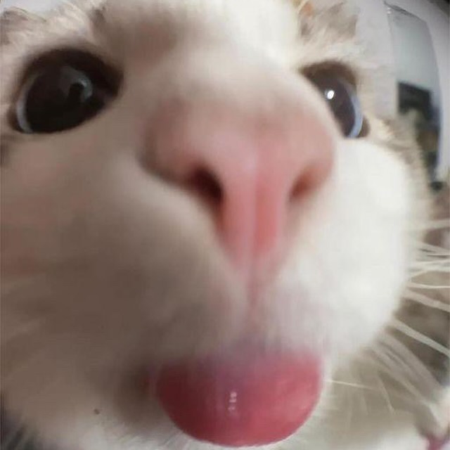 PunchingCat's tweet photo. https://t.co/OGtuXyarwd