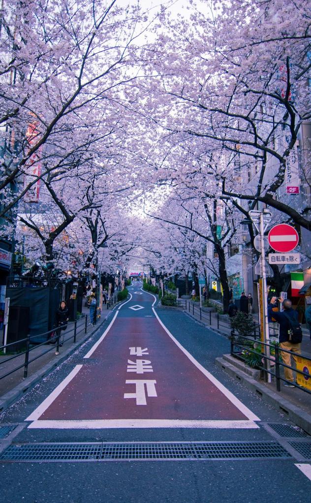 mimtamara's tweet image. 誰の魚でしょう？ 🌚