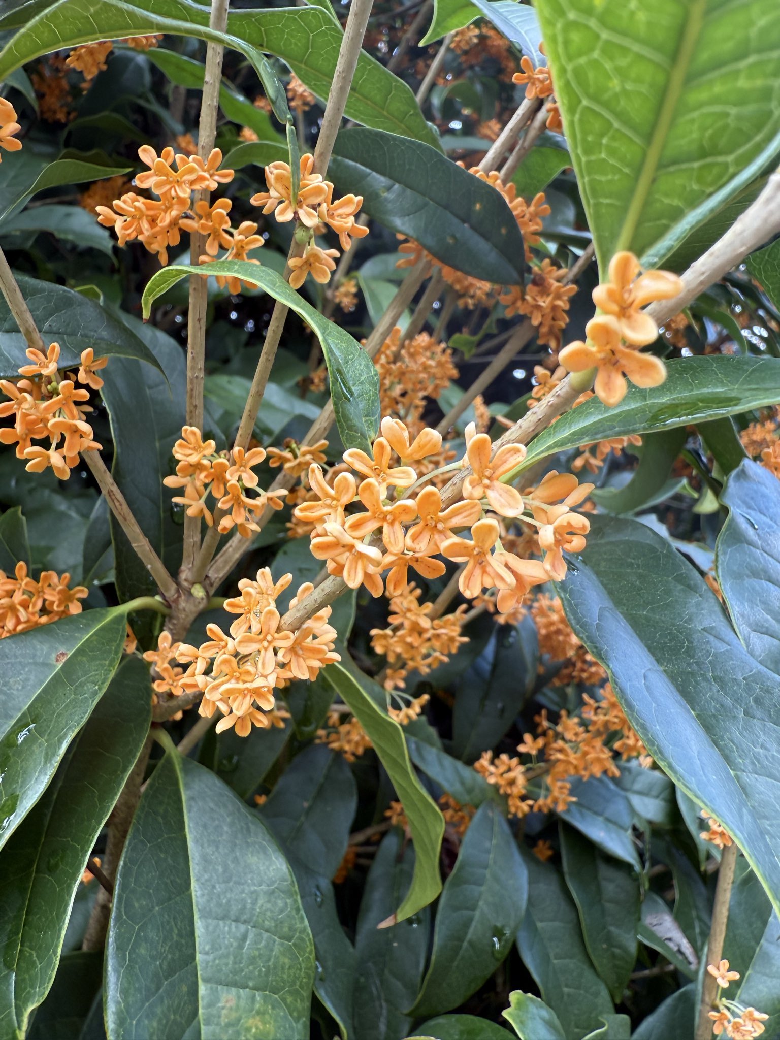 キンモクセイ様 リクエスト 2点 まとめ商品 かいせ@ホンネの美容師 on X: 