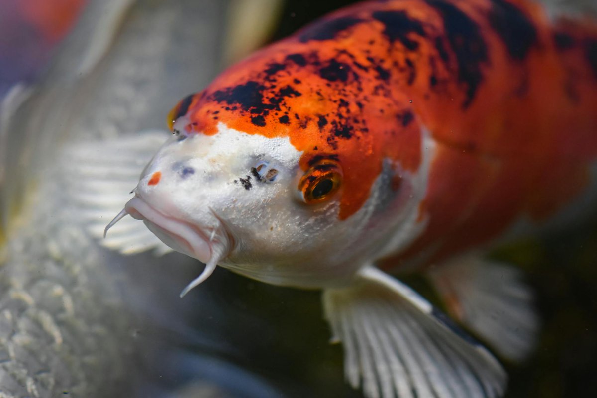 tepavica96459's tweet image. Just added a new koi to my pond! Its vibrant red scales are stunning under the morning sun. Watching these beauties swim is pure zen.��✨#KoiKeeping #AquariumLife #FishHobby