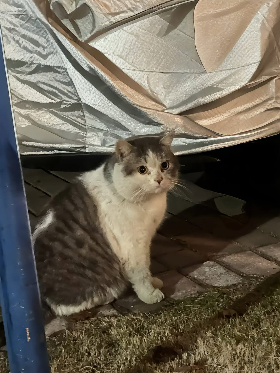 catnaija tweet media