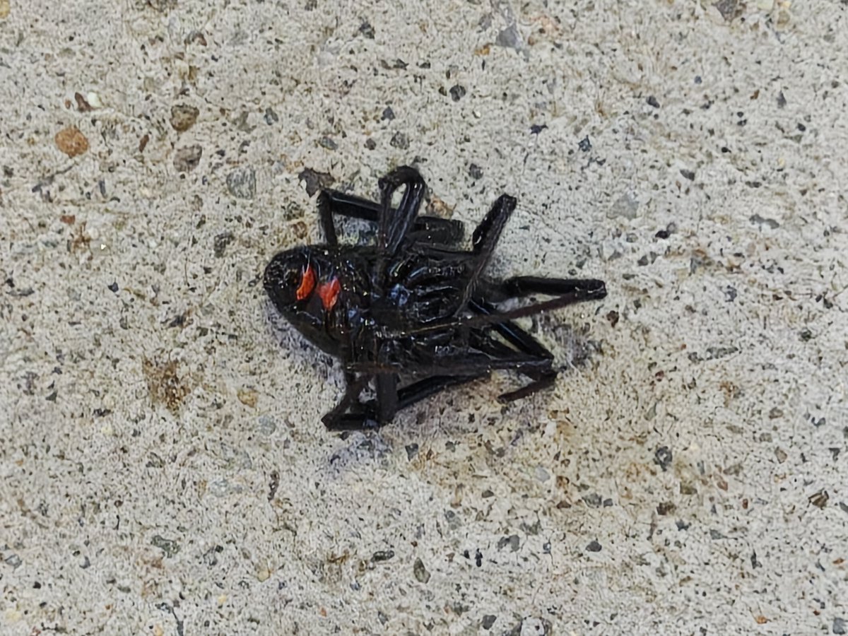 Bumped this ma'am out of my slipper this morning without noticing. It was only later that Mrs. Tomato pointed out it was writhing on the ground cause my toe was a bit too heavy 😳