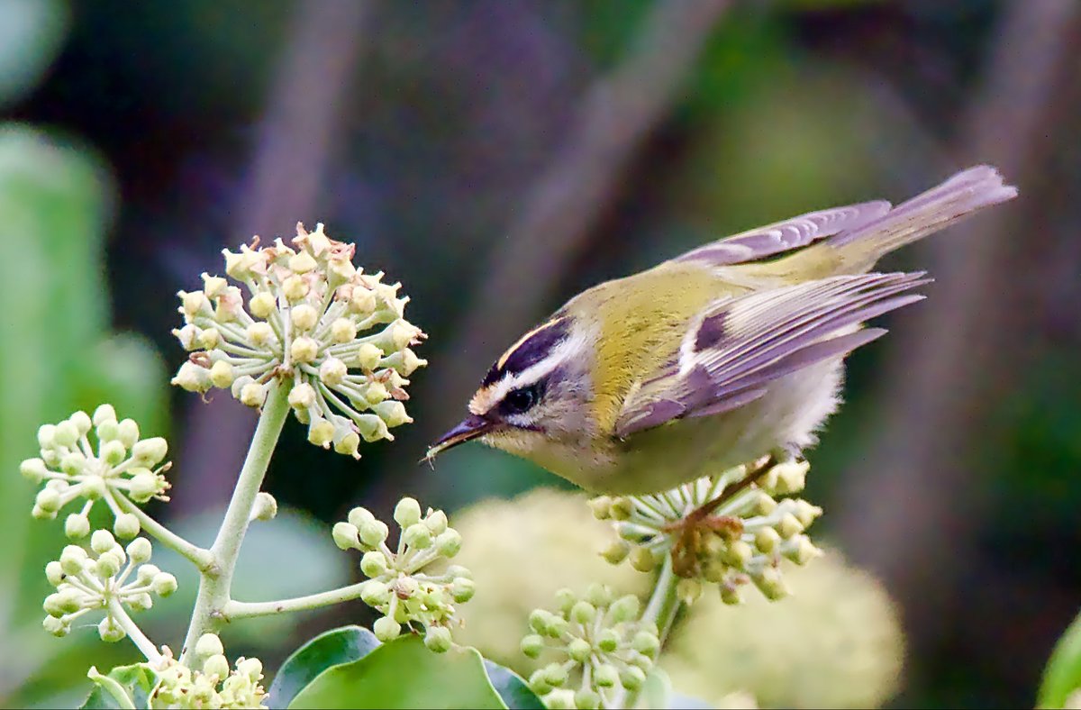 SteveOnHilbre's tweet image. Goodbye #StAgnes it’s been glorious … see you again soon 👀🙏 #Firecrest with a snack in Chapel Fields earlier today 📸