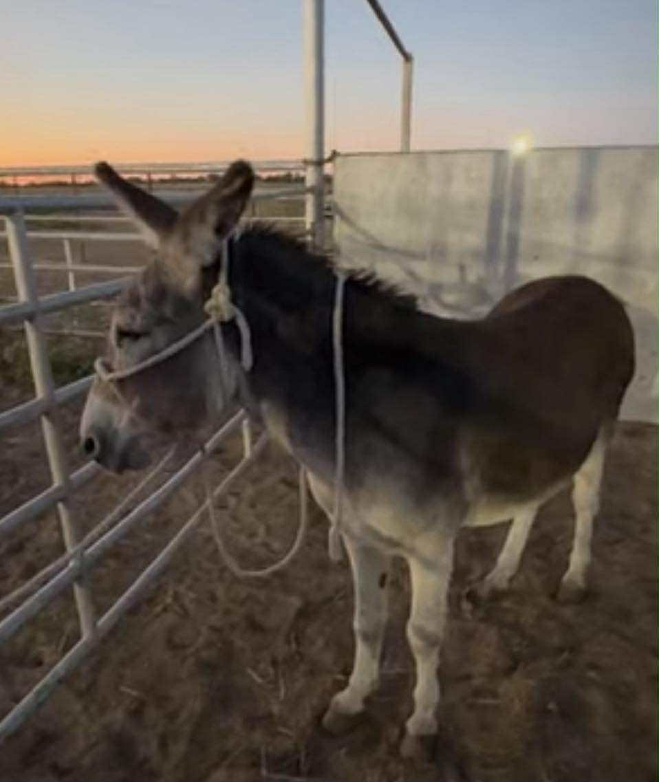 Heart and Hooves rescue/ Freedom Valley Rescue tweet media