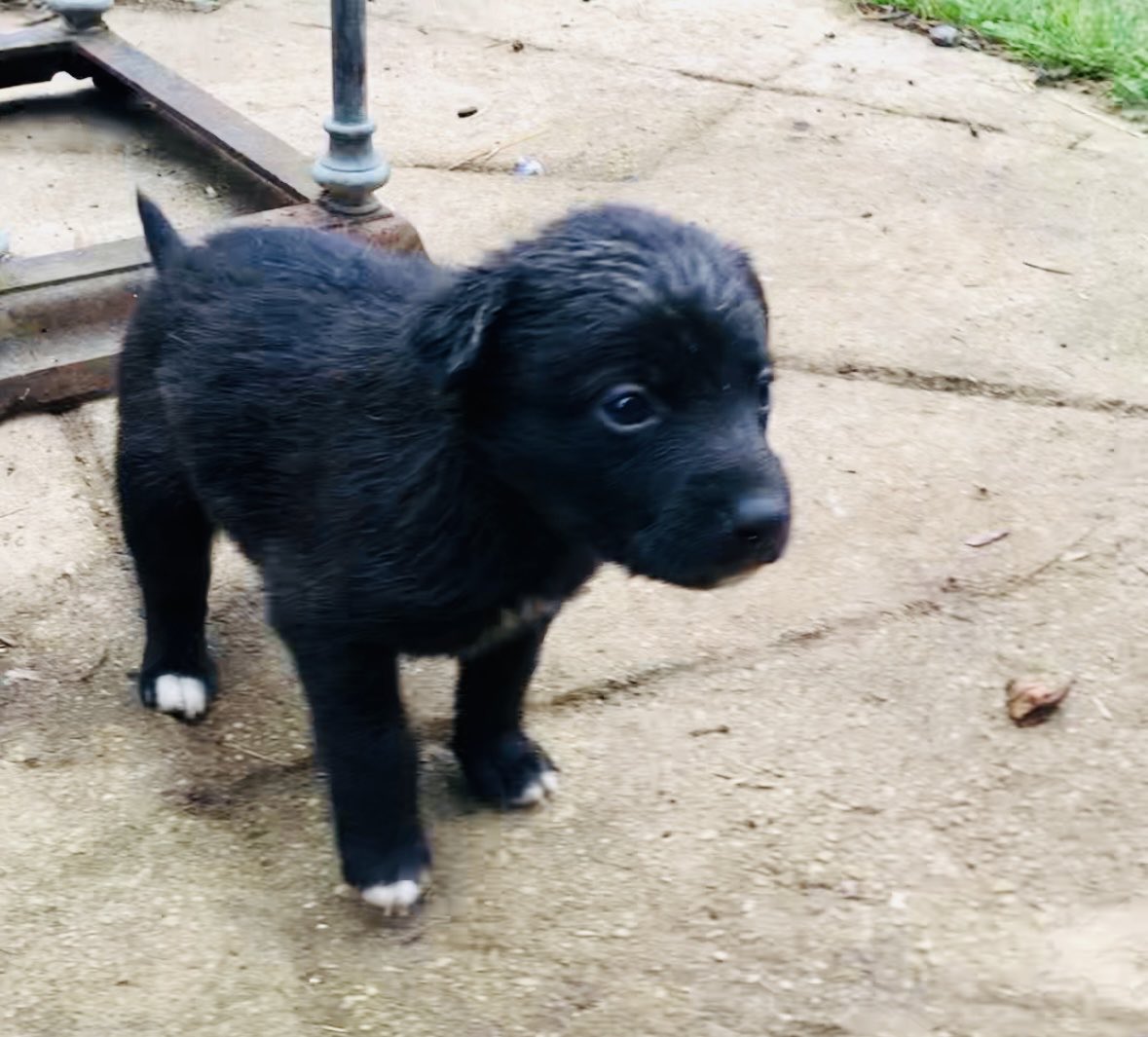 PuckrushStudios's tweet image. A dog is about to join the family. I have explained to him how game development works and he has promised to encourage me at every moment I look sad, but he is very worried about the python in my computer. #indiedev #gamedev